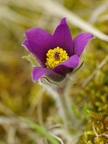 Anémone pulsatille