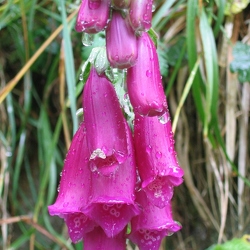 Scrophulariacées