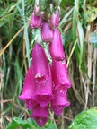 Scrophulariacées