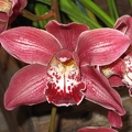 Joinville_Orchidessimo_2006_02.jpg