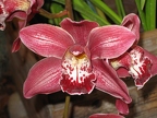 Orchidéssimo 2006