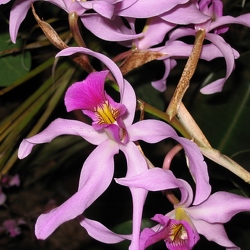 Joinville  - Orchidéssimo 2006