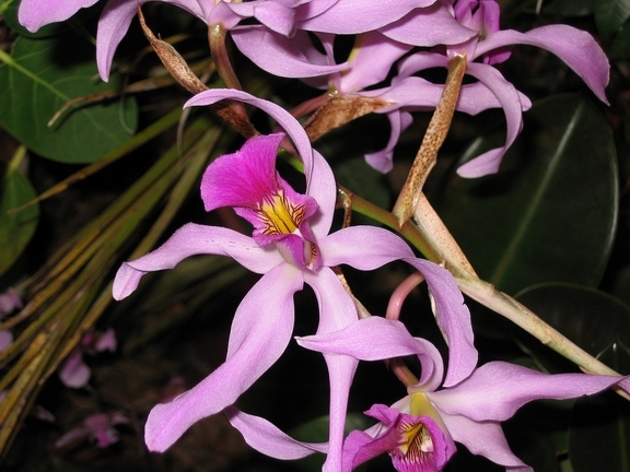 Orchidéssimo 2006