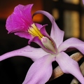 Joinville_Orchidessimo_2006_04.jpg