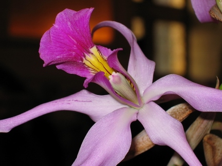 Orchidéssimo 2006
