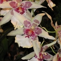 Nancy Orchidées 2004