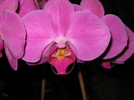 Nancy Orchidées 2004
