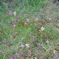 Orchis bouffon