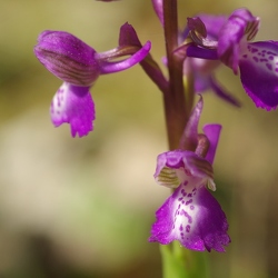 Anacamptis morio
