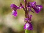 Anacamptis morio