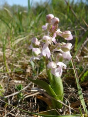 Orchis bouffon