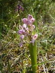 Orchis bouffon