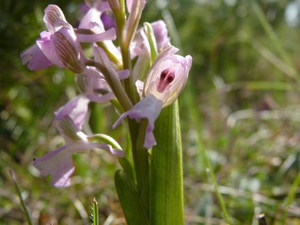 Orchis bouffon