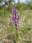 Orchis bouffon