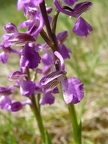 Orchis bouffon