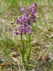 Orchis bouffon