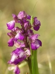 Orchis bouffon