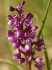 Orchis bouffon