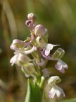 Orchis bouffon