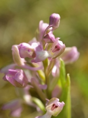 Orchis bouffon