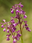 Orchis bouffon