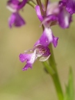 Orchis bouffon