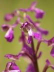 Orchis bouffon