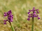 Orchis bouffon