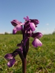 Orchis bouffon