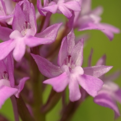 Anacamptis pyramidalis