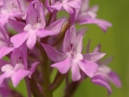 Anacamptis pyramidalis