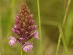 Orchis pyramidal
