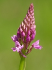 Orchis pyramidal