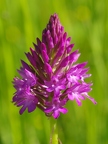 Orchis pyramidal