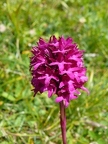 Anacamptis de Tanay