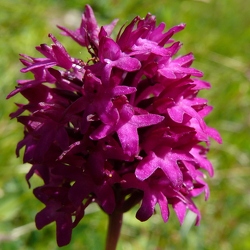 Anacamptis pyramidalis var. tanayensis