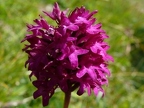 Anacamptis pyramidalis var. tanayensis