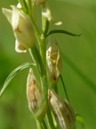 Céphalanthère à grandes fleurs