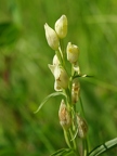 Céphalanthère à grandes fleurs