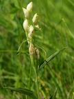 Céphalanthère à grandes fleurs