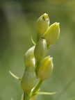 Céphalanthère à grandes fleurs