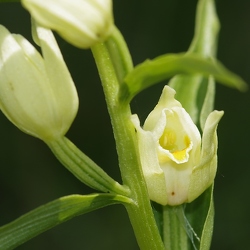 Cephalanthera damasonium