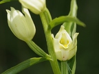 Céphalanthère à grandes fleurs