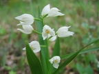 Céphalanthère à longues feuilles