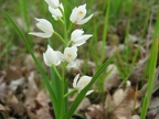 Céphalanthère à longues feuilles