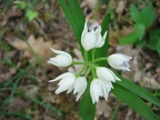 Céphalanthère à longues feuilles