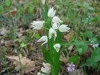 Céphalanthère à longues feuilles