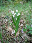 Céphalanthère à longues feuilles