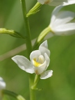 Céphalanthère à longues feuilles