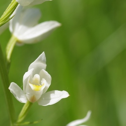 Cephalanthera longifolia